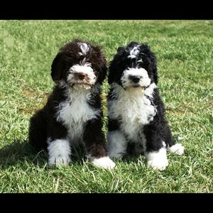 Meet your Posher, Kenneth